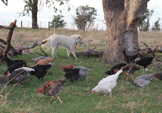 grassland poultry