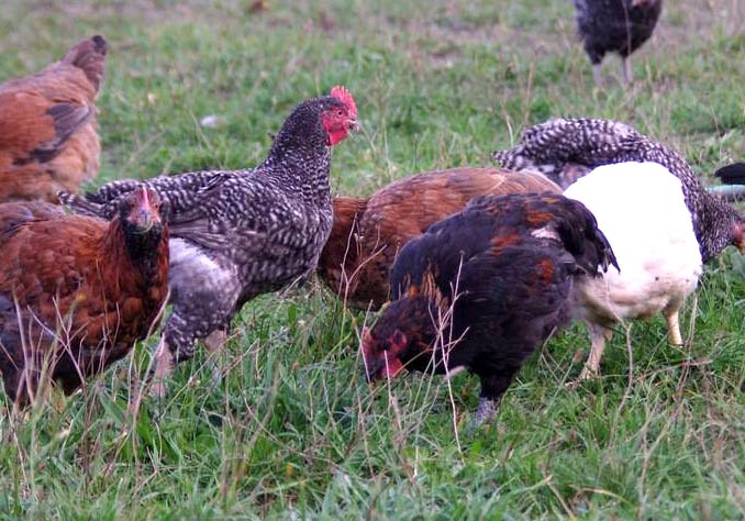 mirboo pastured poultry