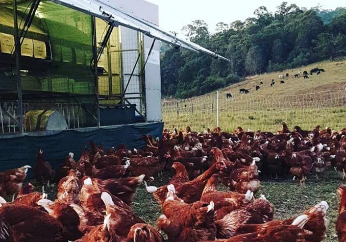 Our Chickens — Manning Valley Free Range Eggs